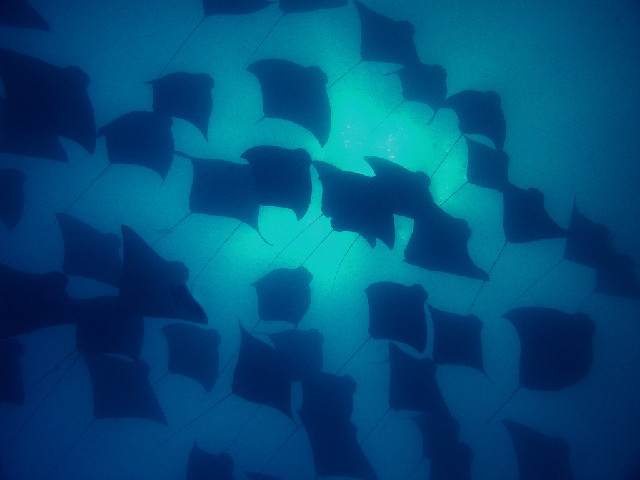 Belleza submarina